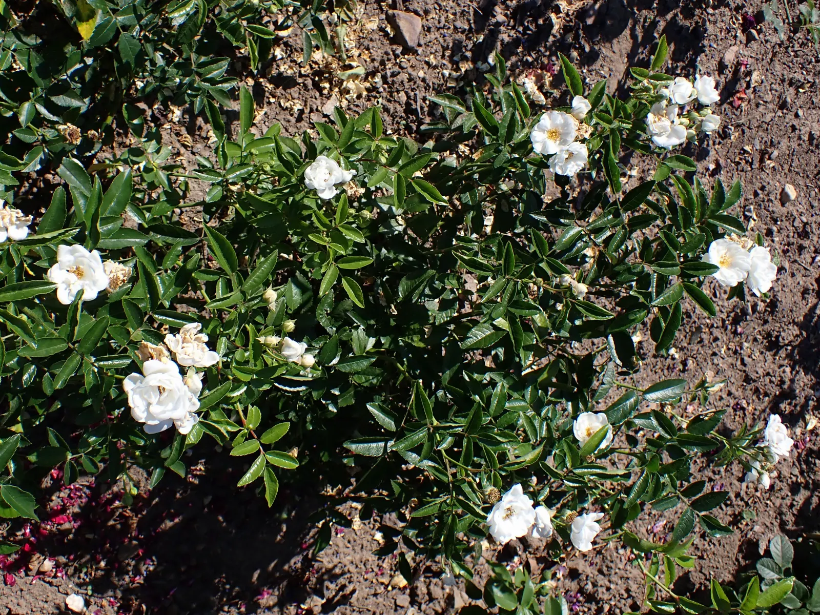 Snow In Summer (Cerastium Tomentosum) — it requires well-drained soil and minimal maintenance; the foliage itself is just as appealing