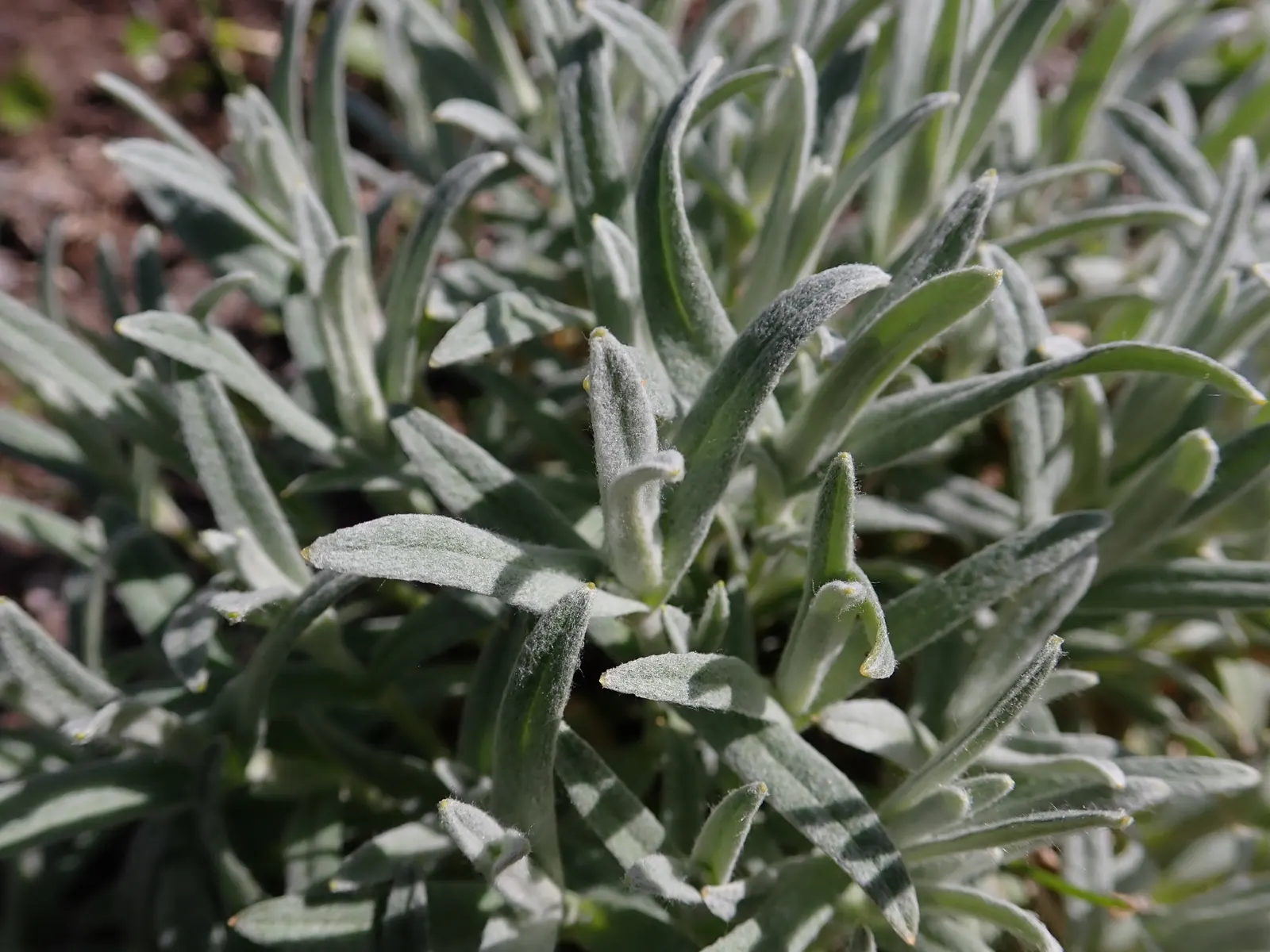 Snow In Summer (Cerastium Tomentosum) — Clients will appreciate its easy care requirements and the graceful charm it adds to their garden palette, image 66
