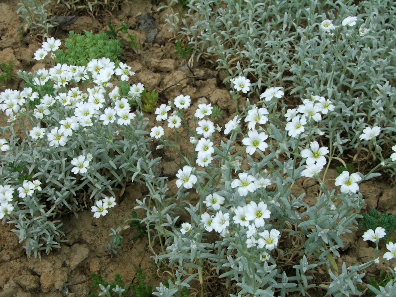 Snow In Summer (Cerastium Tomentosum) — <br><br>For the landscape designer; hence its colloquial name