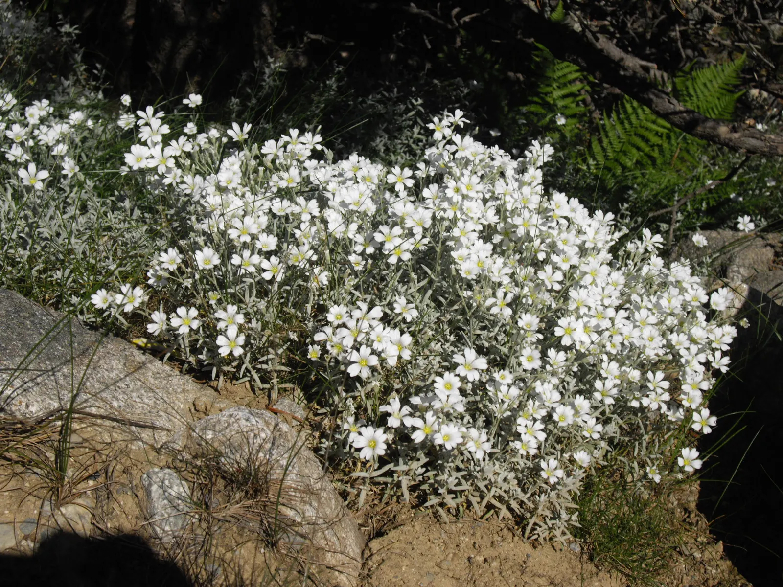 Snow In Summer (Cerastium Tomentosum) — The foliage itself is just as appealing; it demands well-draining soil to avoid root rot and is, image 62
