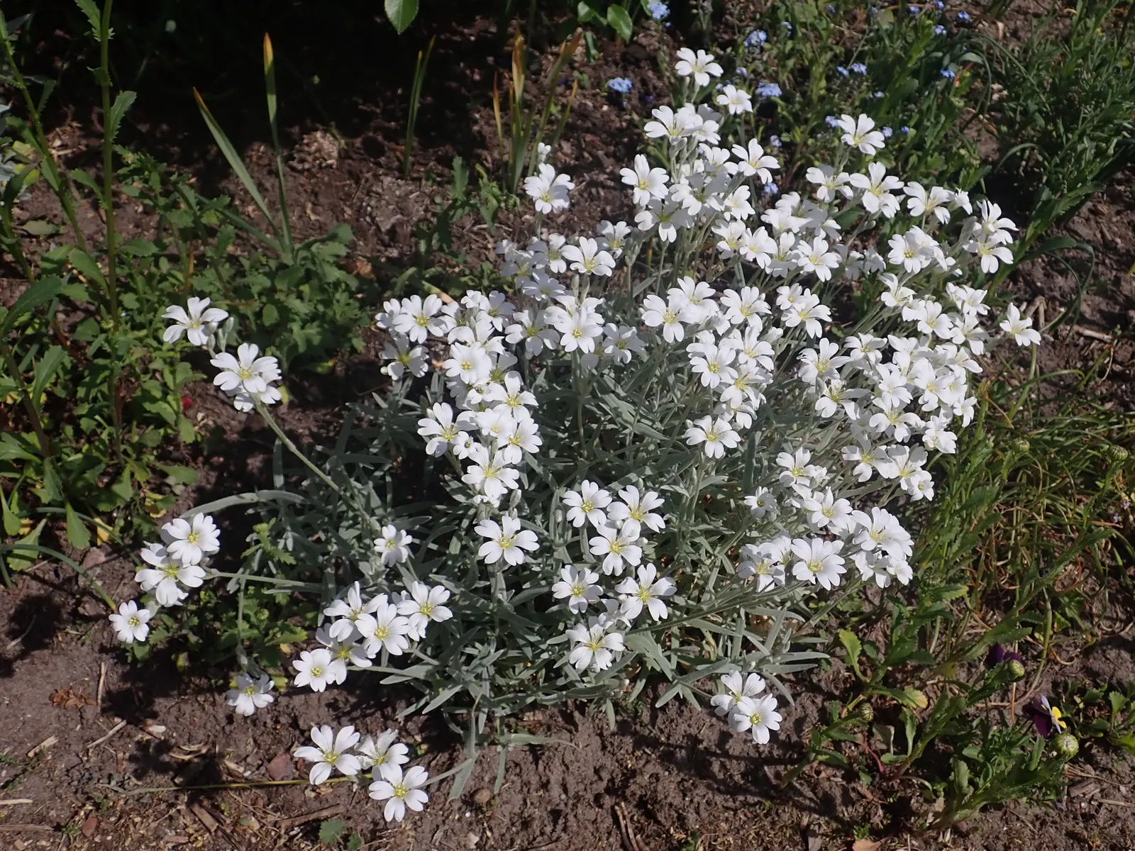 Snow In Summer (Cerastium Tomentosum) — making it ideal for rock gardens and border fronts; ground cover / perennial for full or half, image 76