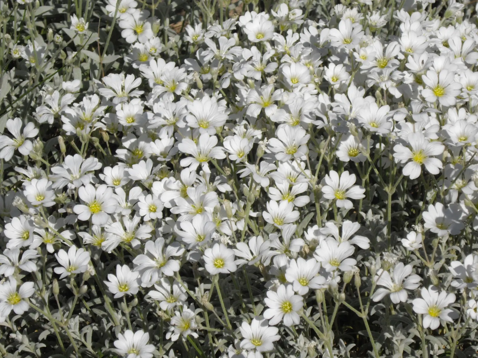 Snow In Summer (Cerastium Tomentosum) — bright white flowers that blossom profusely in late spring to early summer, image 58