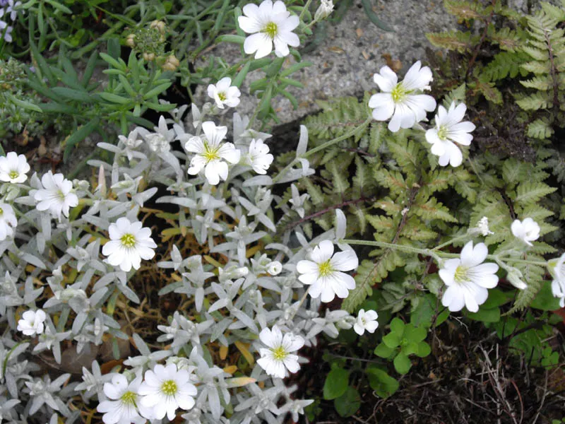 Snow In Summer (Cerastium Tomentosum) — it requires well-drained soil and minimal maintenance; the foliage itself is just as appealing, image 52