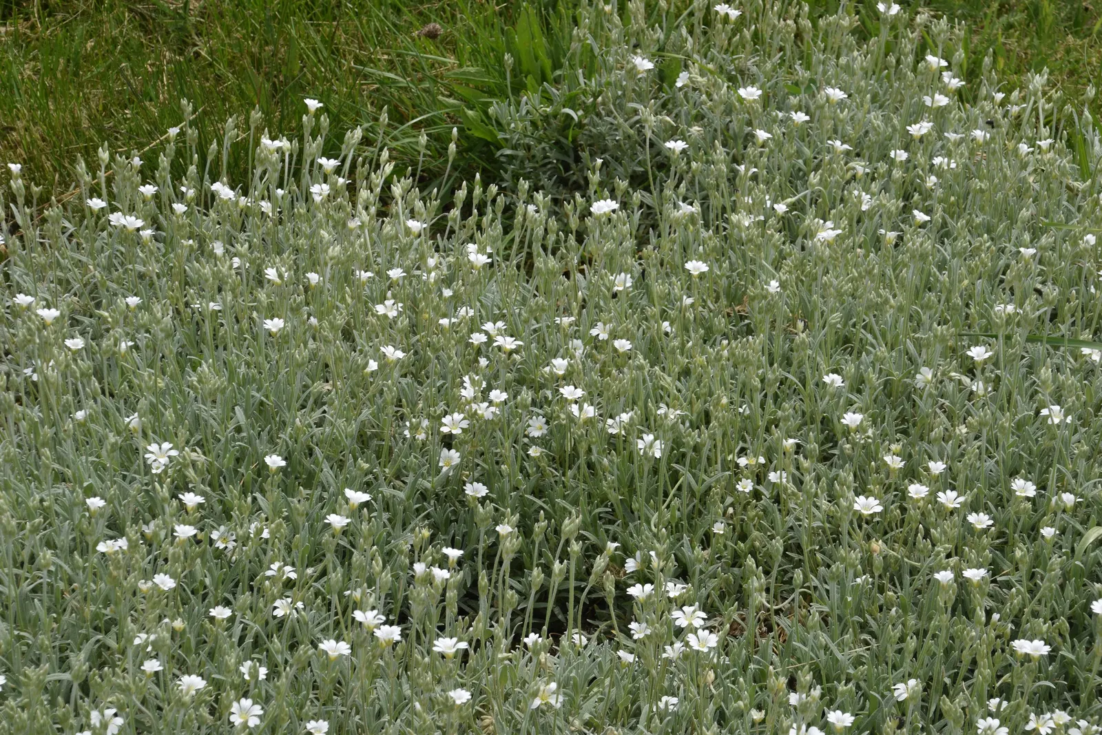 Snow In Summer (Cerastium Tomentosum) — <br><br>For the landscape designer; hence its colloquial name, image 65