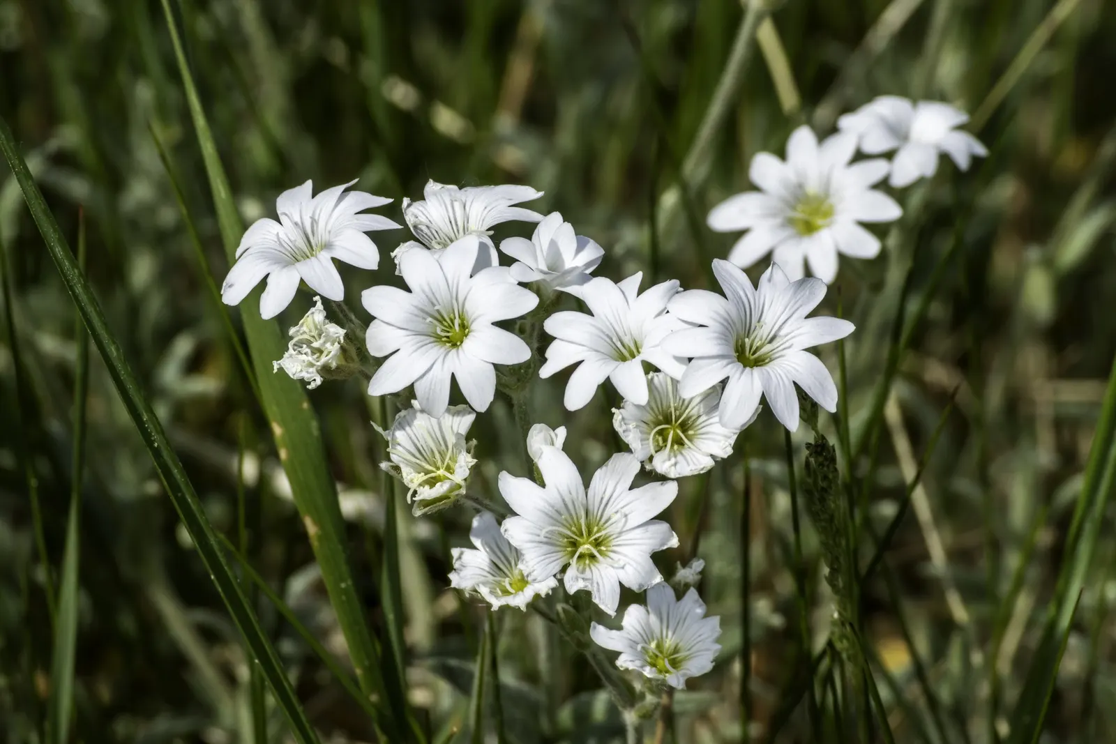 Snow In Summer (Cerastium Tomentosum) — is reminiscent of a fresh snowfall; from late spring to early summer, image 60
