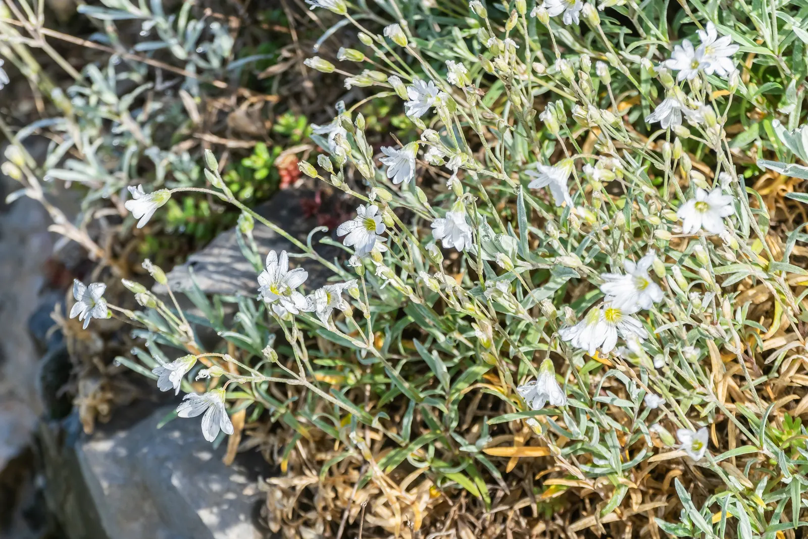 Snow In Summer (Cerastium Tomentosum) — mat-forming perennial favored for its striking contrast and ground-covering capabilities; is reminiscent of, image 55