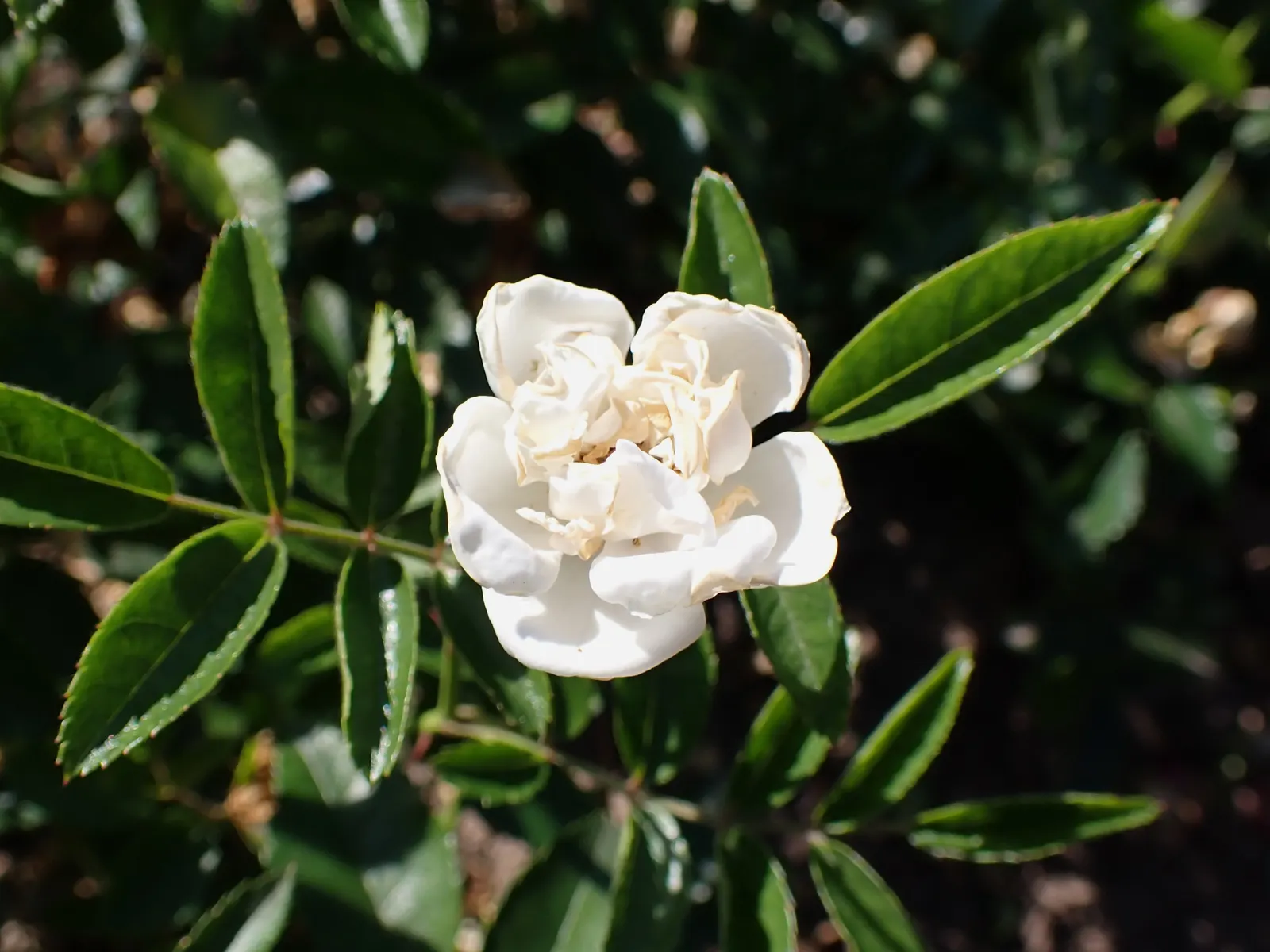 Snow In Summer (Cerastium Tomentosum) — white flowers creating a striking contrast with its silvery-gray leaves; mat-forming perennial favored for its striking