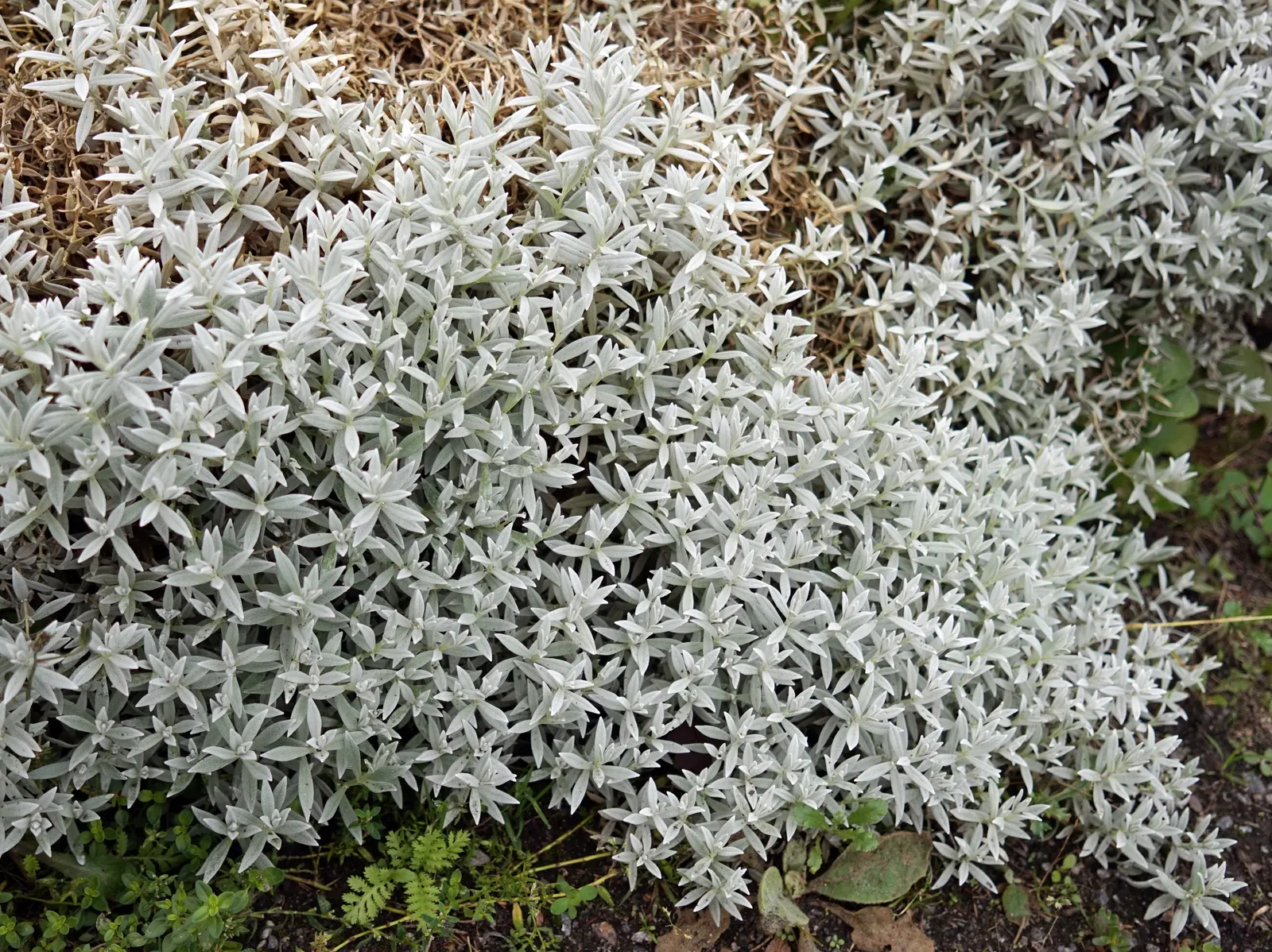 Snow In Summer (Cerastium Tomentosum) — ground cover / perennial for full or half; clients will appreciate its easy care requirements and the, image 69