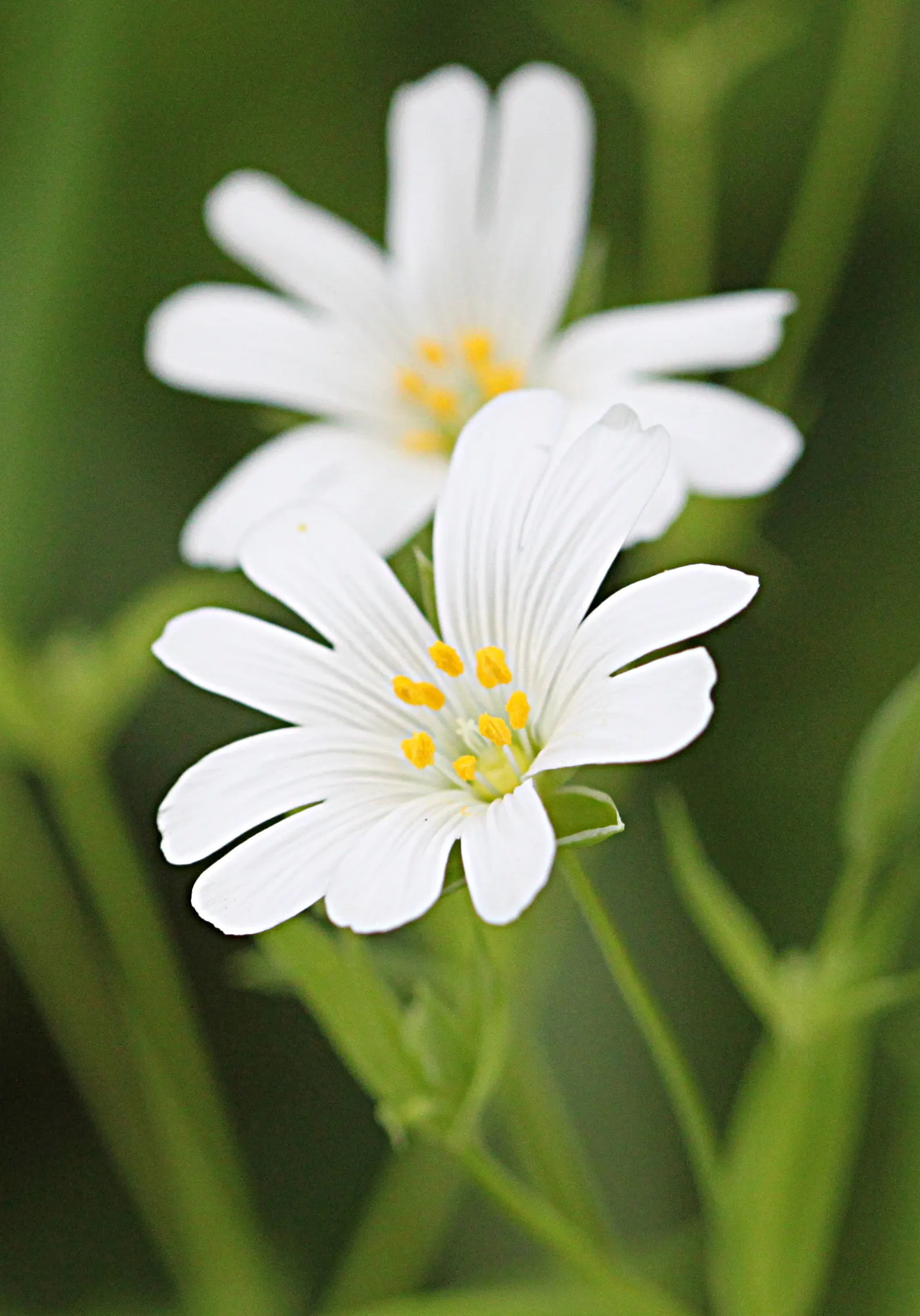 Snow In Summer (Cerastium Tomentosum) — It demands well-draining soil to avoid root rot and is exceptionally drought-tolerant once established, image 63