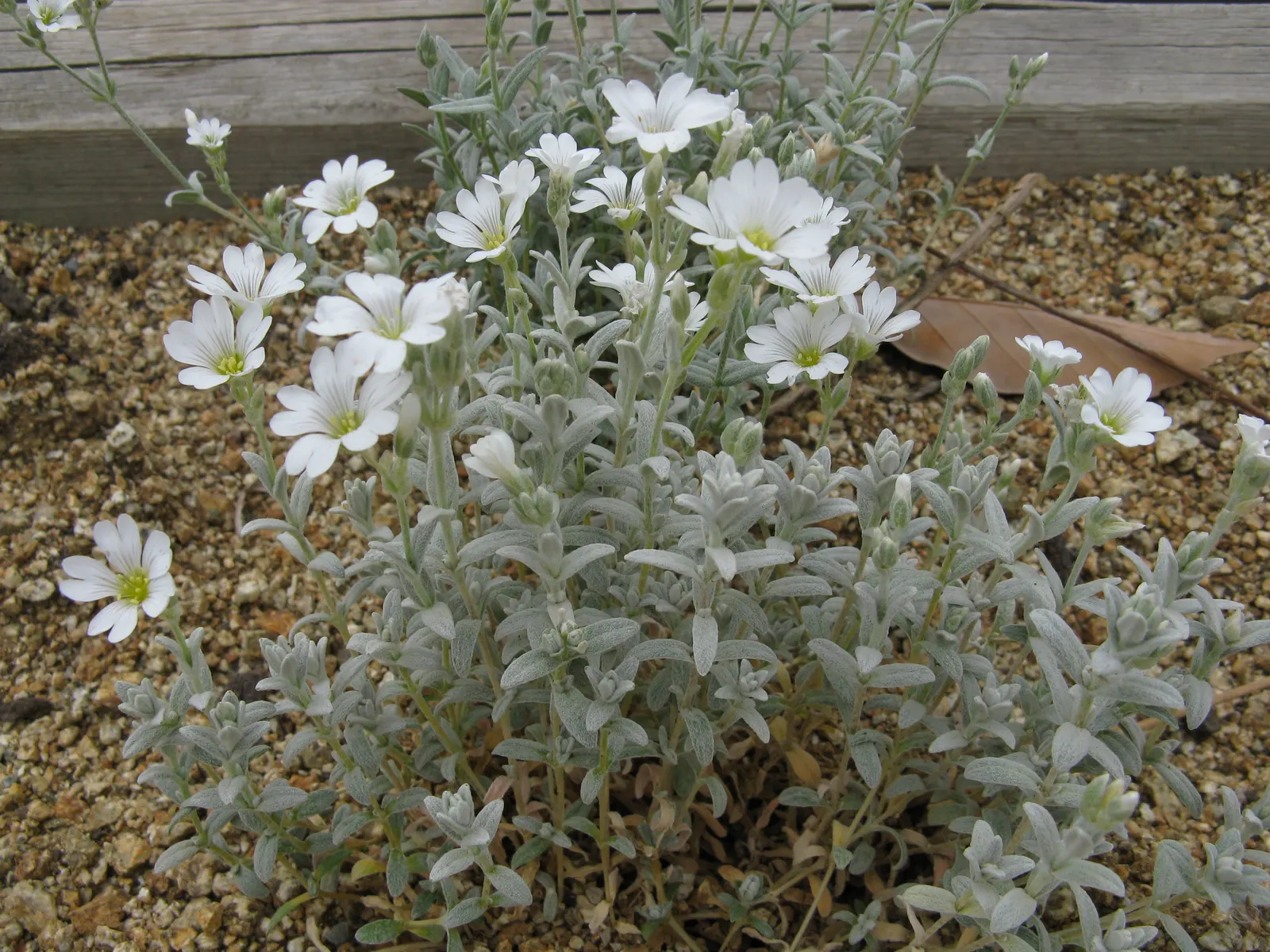 Snow In Summer (Cerastium Tomentosum) — bright white flowers that blossom profusely in late spring to early summer