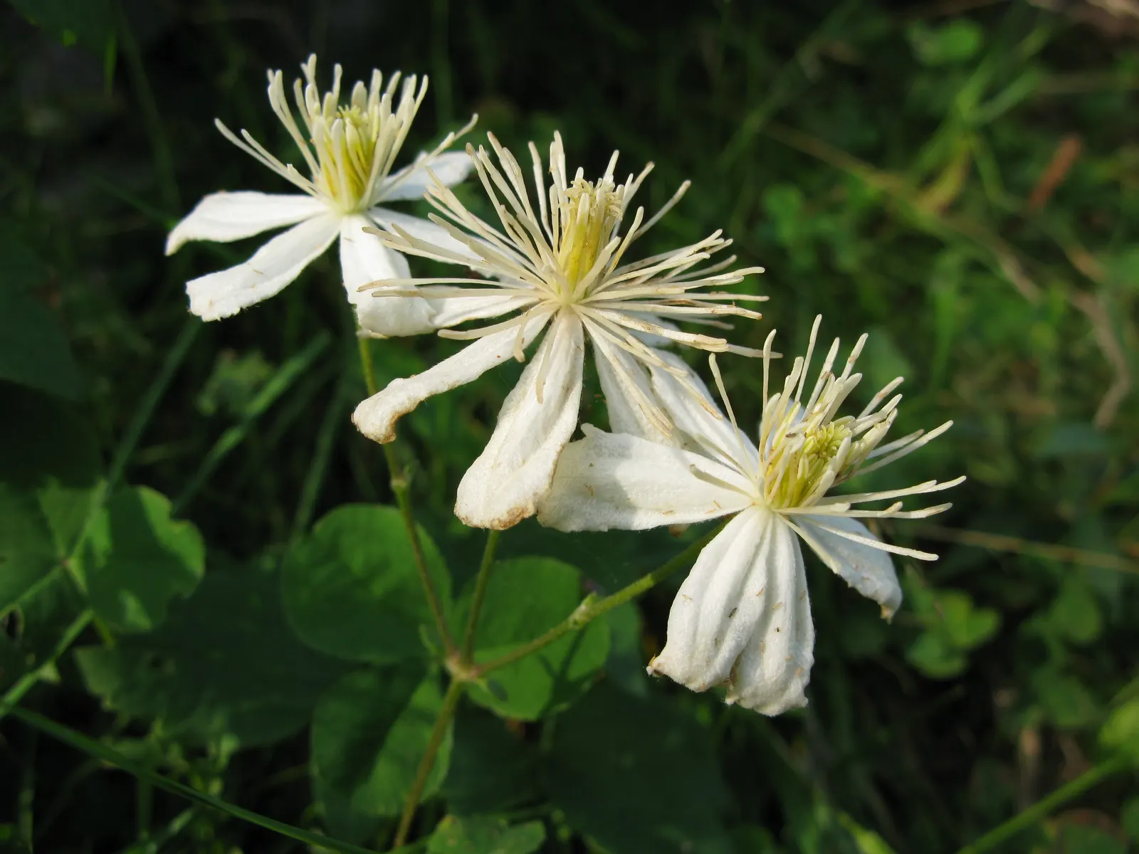 Snow In Summer (Cerastium Tomentosum) — white flowers creating a striking contrast with its silvery-gray leaves; mat-forming perennial favored for, image 74