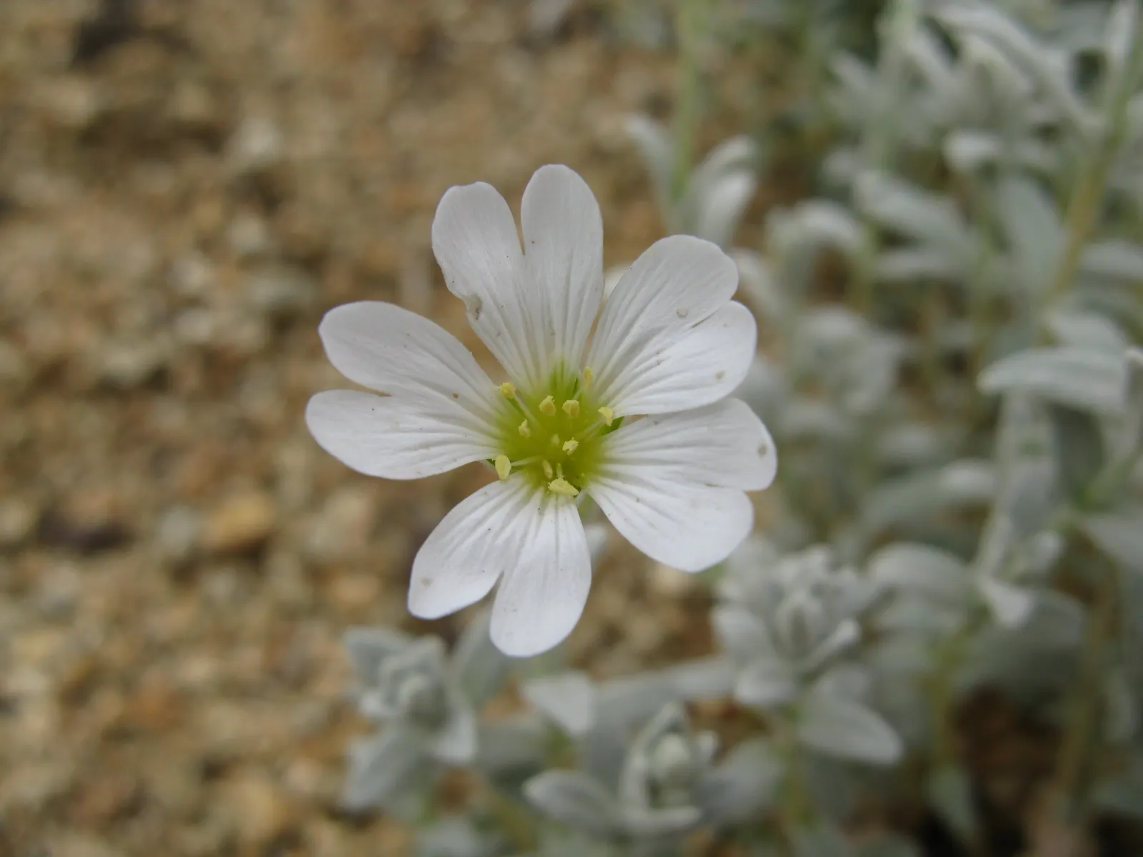 Snow In Summer (Cerastium Tomentosum) — set against its silver-foliaged backdrop