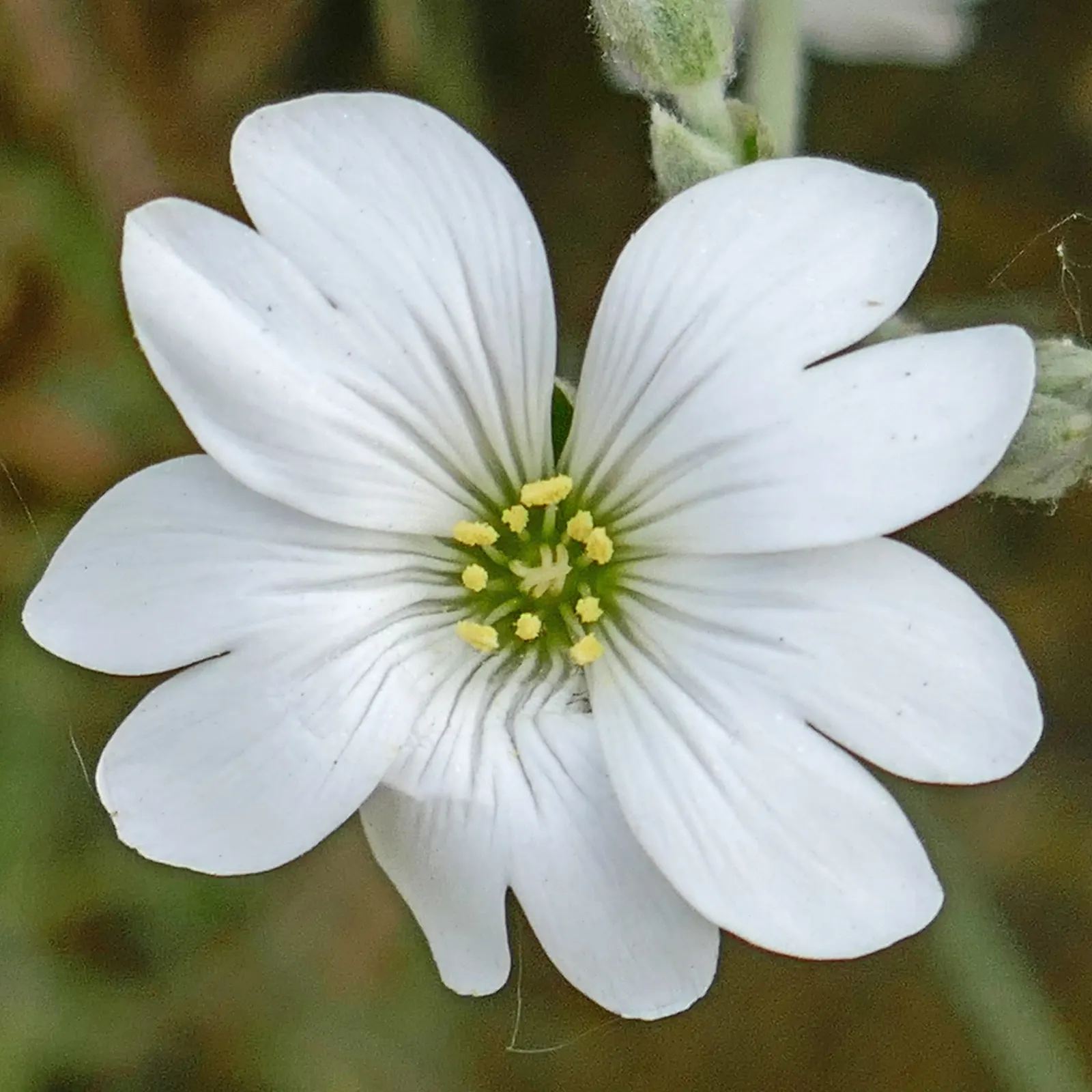 Snow In Summer (Cerastium Tomentosum) — Snow In Summer (Cerastium tomentosum) is a vigorous, mat-forming perennial that flourishes in full sun