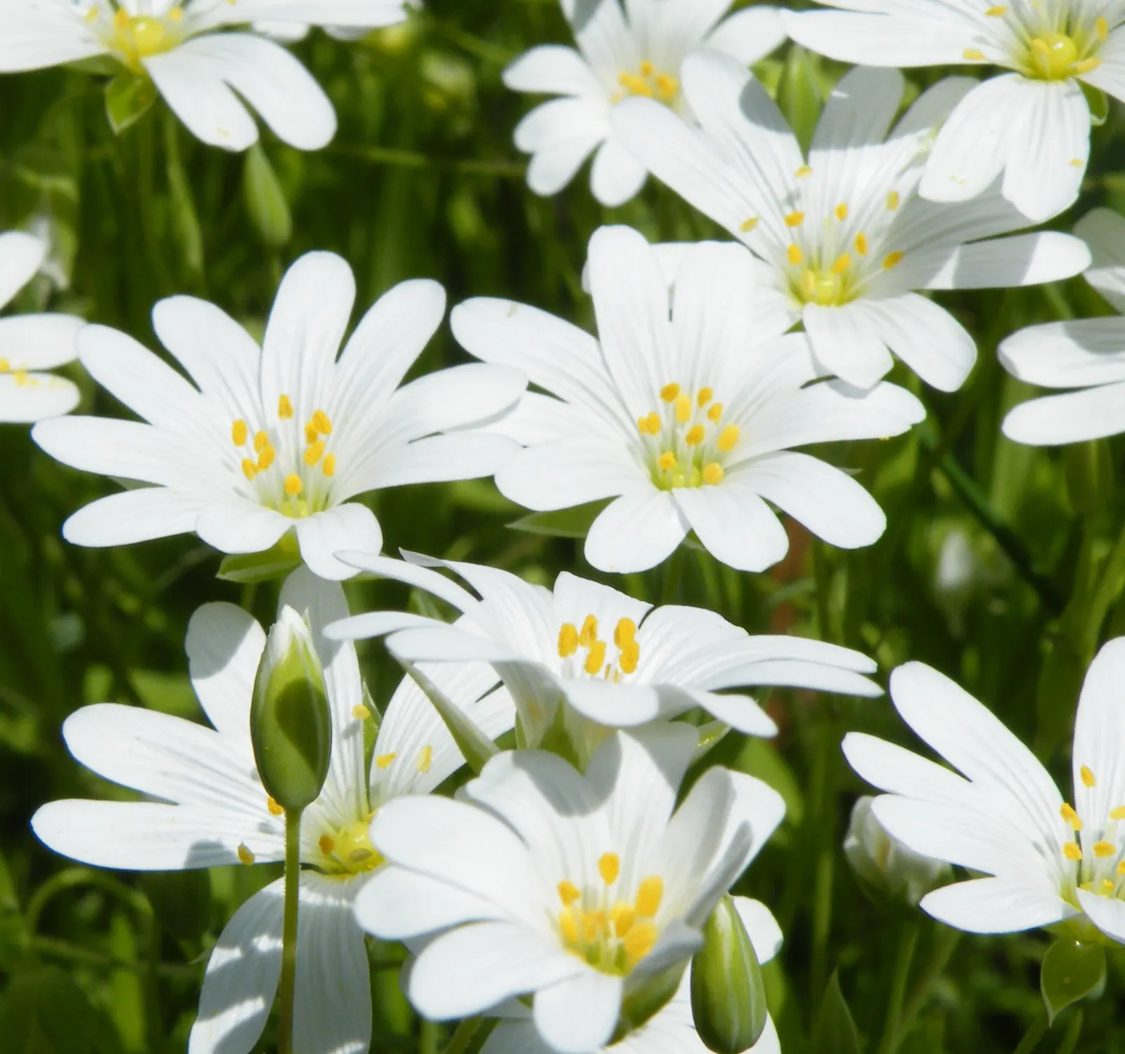 Snow In Summer (Cerastium Tomentosum) — making it a low-maintenance choice for xeriscapes or rock gardens; scientifically known as Cerastium, image 64