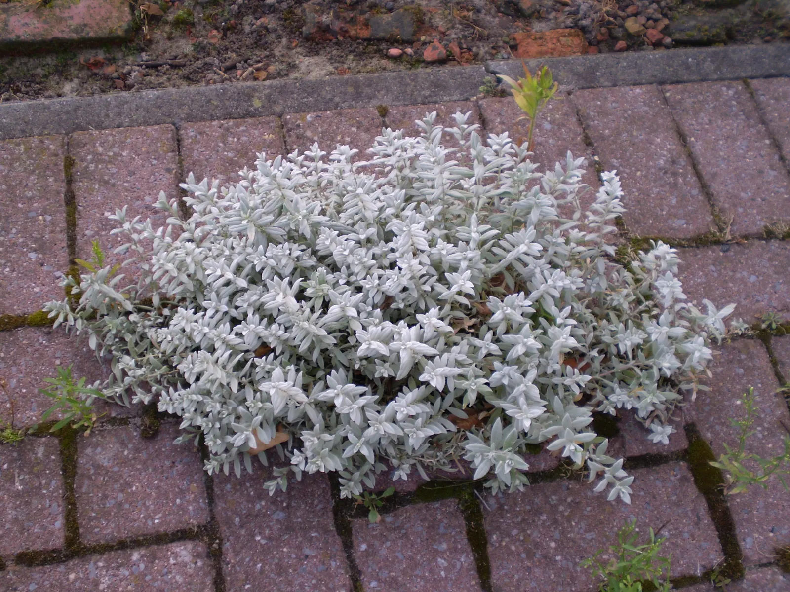 Snow In Summer (Cerastium Tomentosum) — scientifically known as Cerastium tomentosum