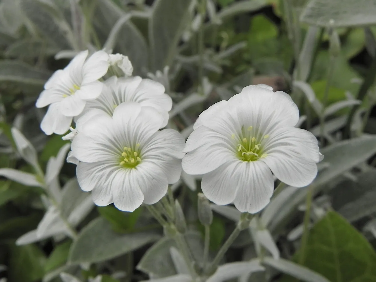 Snow In Summer (Cerastium Tomentosum) — hence its colloquial name; across the expanse of its growth, image 61