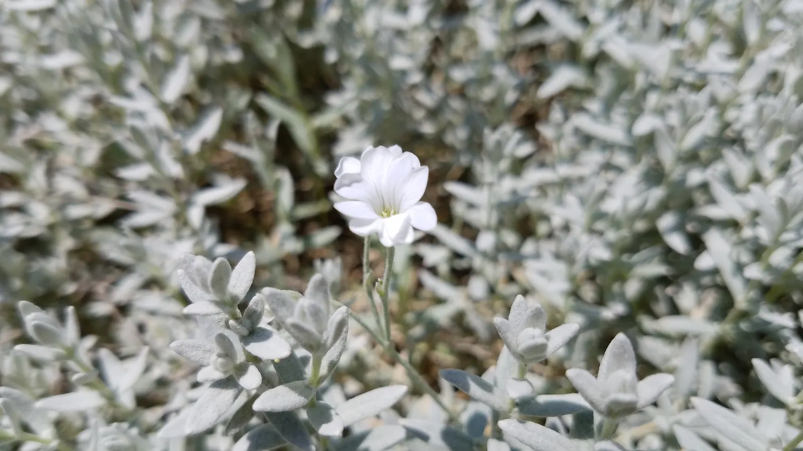 Snow In Summer (Cerastium Tomentosum) — it boasts abundant star-shaped; its felt-like foliage, reaching 6-12 inches high, spreads up to 24 inches, image 73