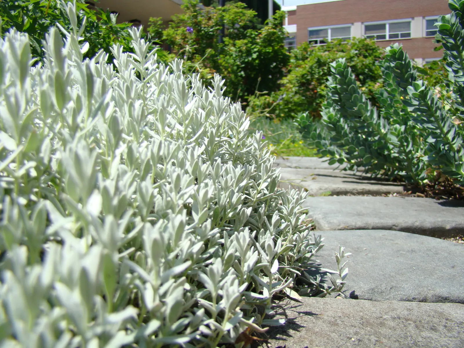 Snow In Summer (Cerastium Tomentosum) — From late spring to early summer; making it a low-maintenance choice for xeriscapes or rock gardens, image 72