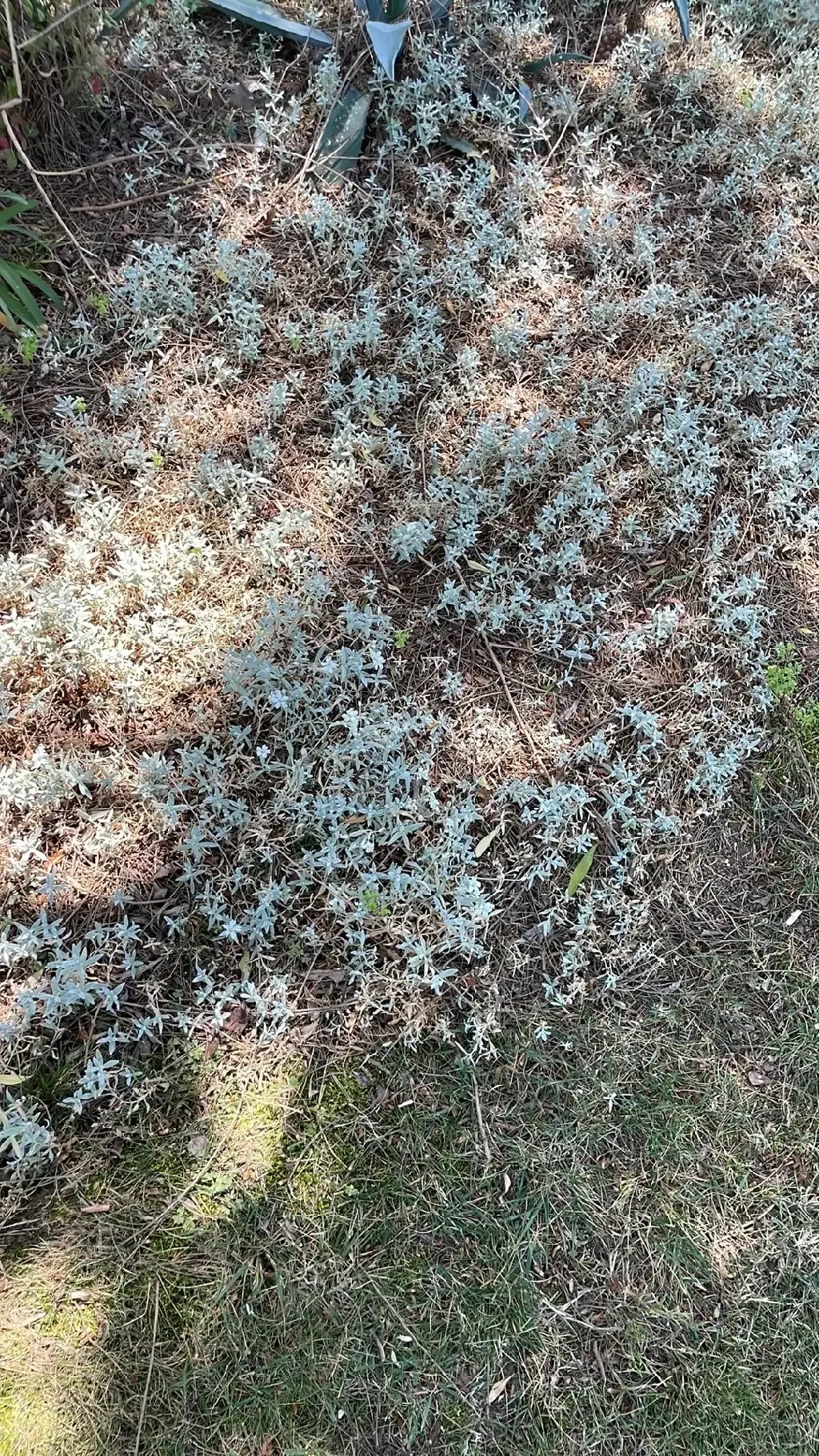 Snow In Summer (Cerastium Tomentosum) — which can reach up to 18 inches in width