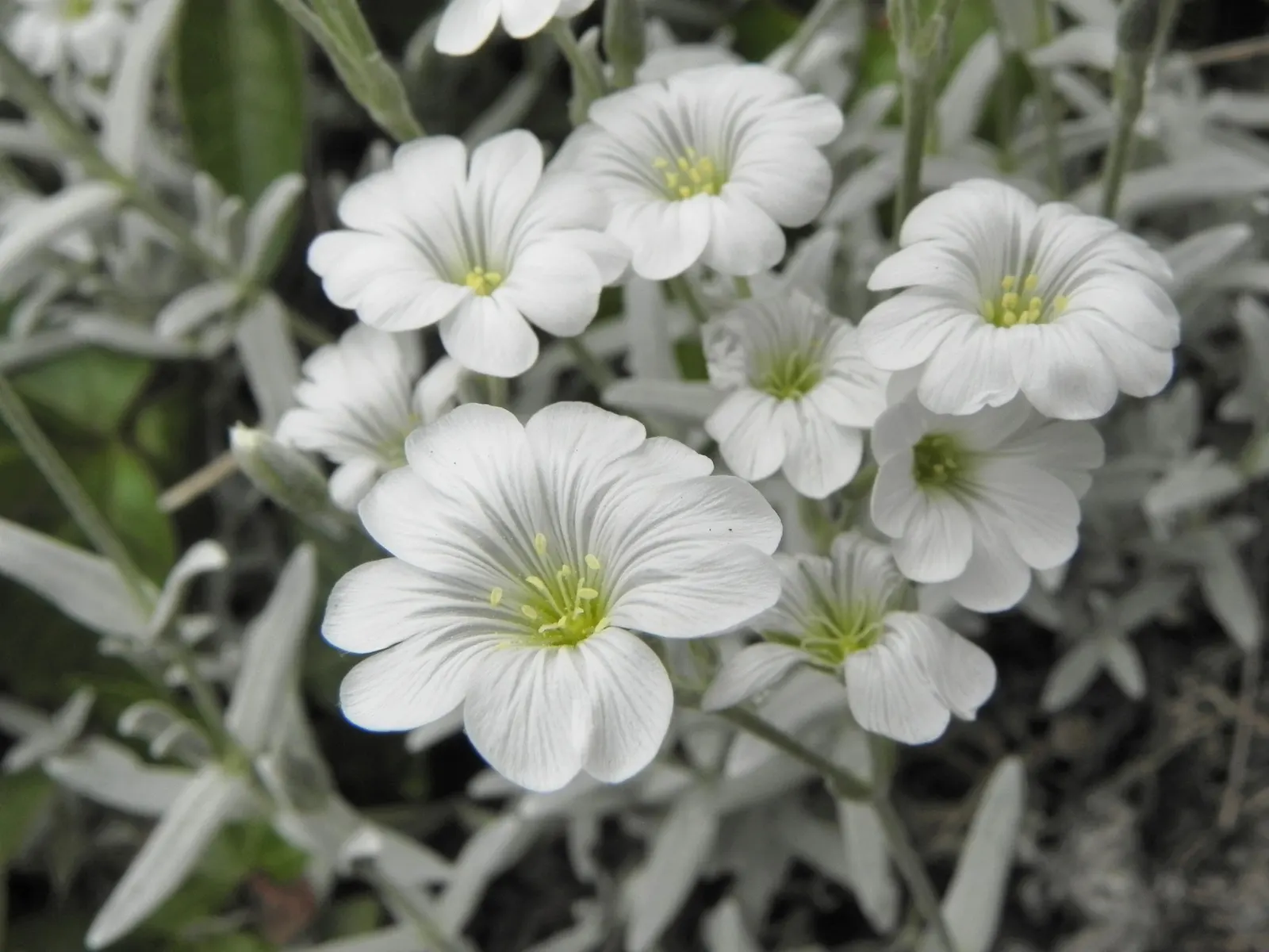 Snow In Summer (Cerastium Tomentosum) — set against its silver-foliaged backdrop; <br><br>For the landscape designer, image 59