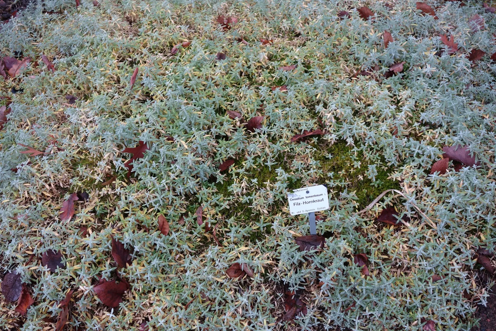 Snow In Summer (Cerastium Tomentosum) — it requires well-drained soil and minimal maintenance