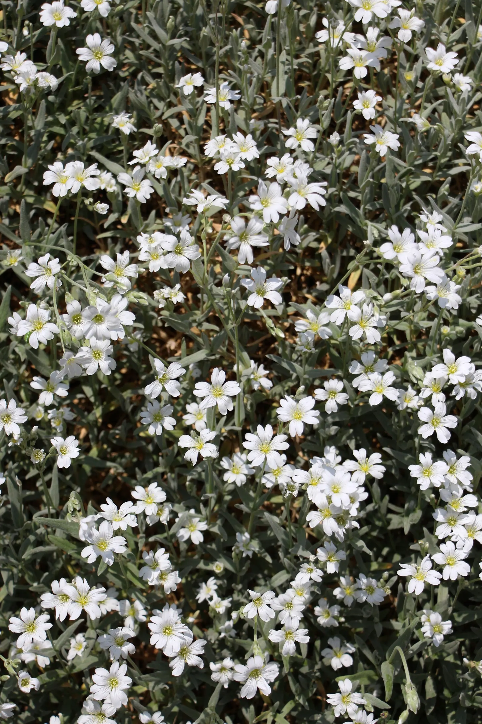 Snow In Summer (Cerastium Tomentosum) — making it ideal for rock gardens and border fronts; ground cover / perennial for full or half, image 53