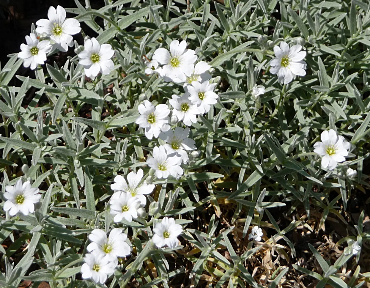 Snow In Summer (Cerastium Tomentosum) — Across the expanse of its growth