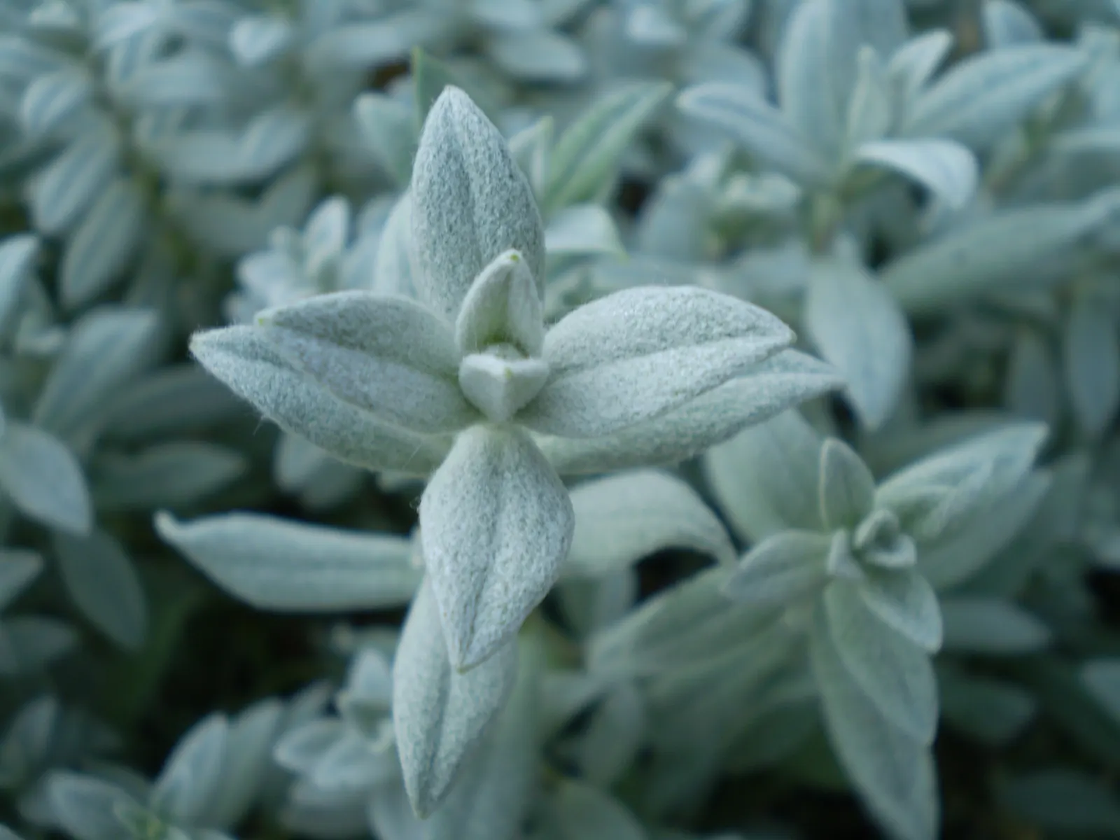 Snow In Summer (Cerastium Tomentosum) — mat-forming perennial favored for its striking contrast and ground-covering capabilities