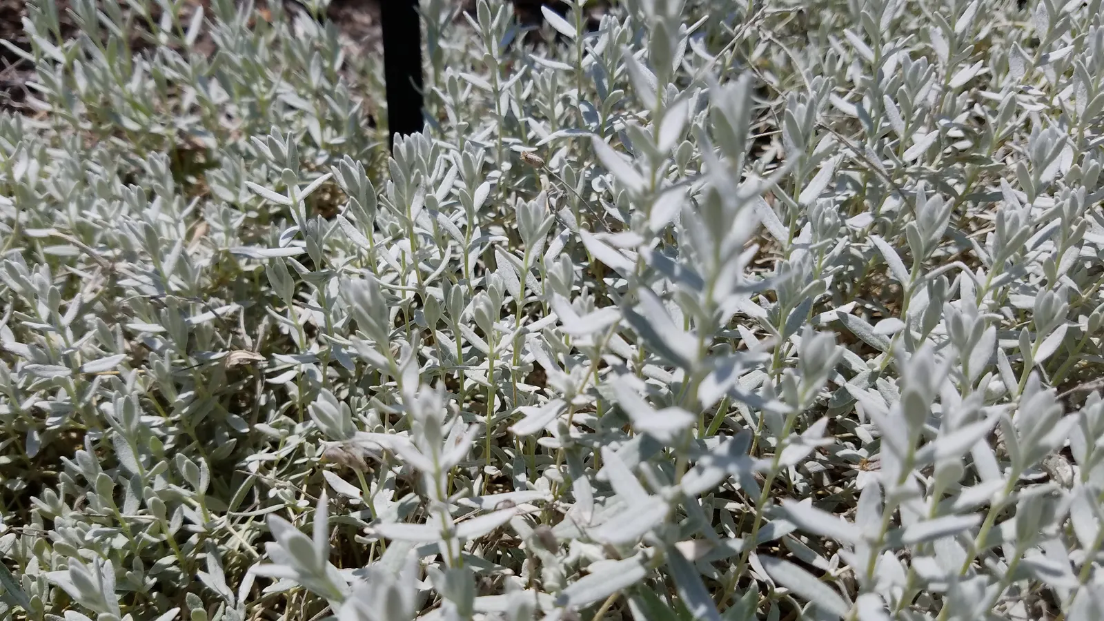 Snow In Summer (Cerastium Tomentosum) — Its felt-like foliage, reaching 6-12 inches high, spreads up to 24 inches, providing excellent ground, image 71