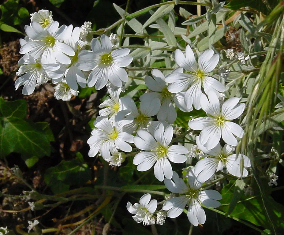 Snow In Summer (Cerastium Tomentosum) — it boasts abundant star-shaped