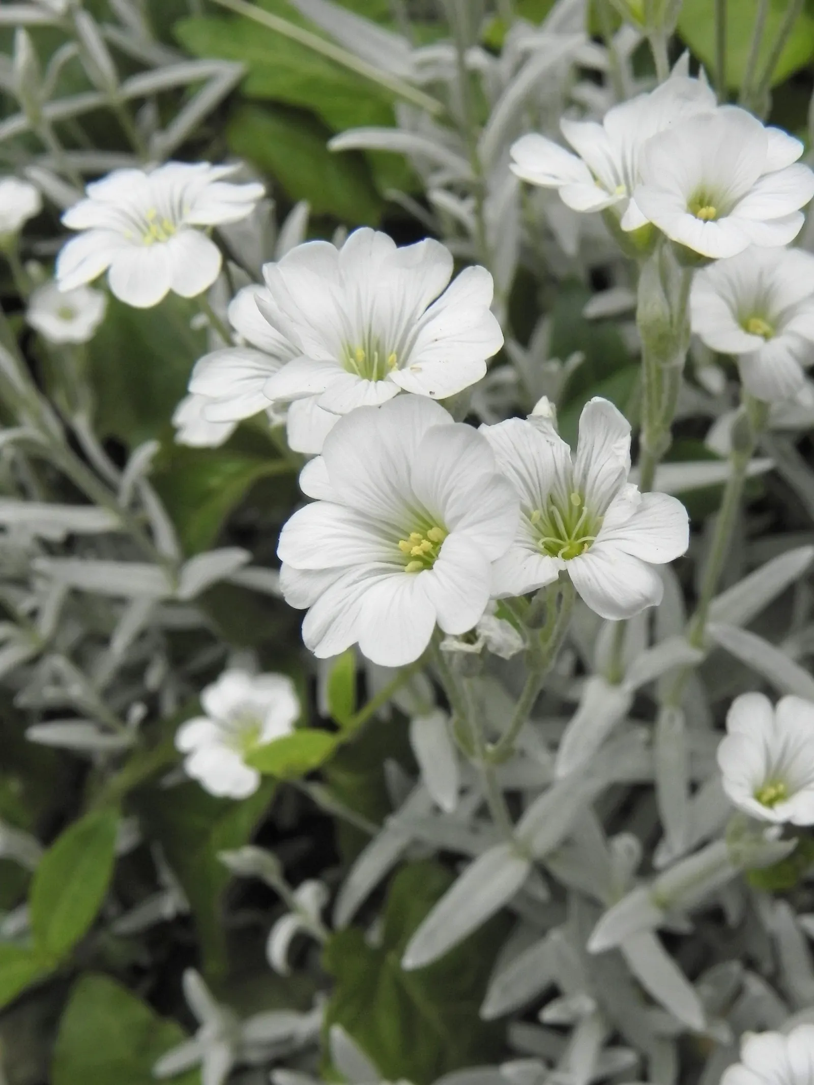 Snow In Summer (Cerastium Tomentosum) — scientifically known as Cerastium tomentosum; making it ideal for rock gardens and border fronts, image 54