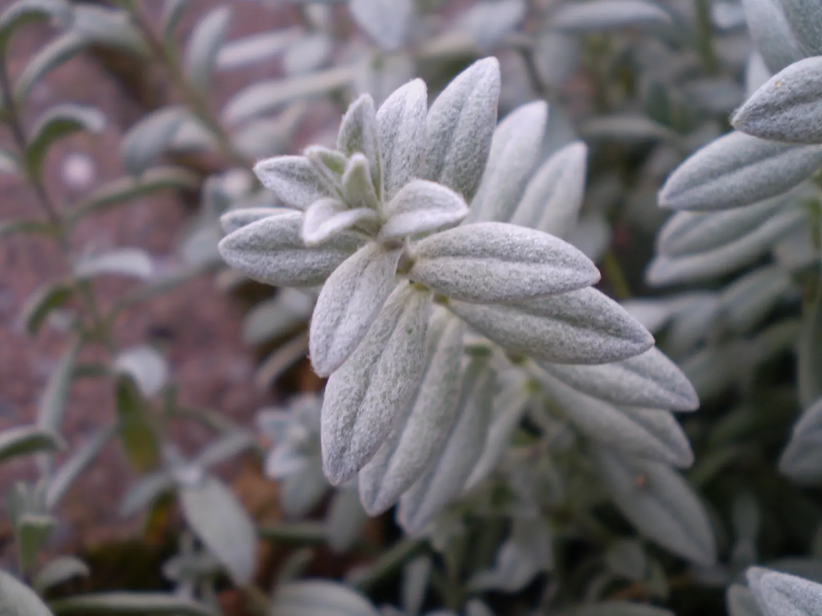 Snow In Summer (Cerastium Tomentosum) — white flowers creating a striking contrast with its silvery-gray leaves
