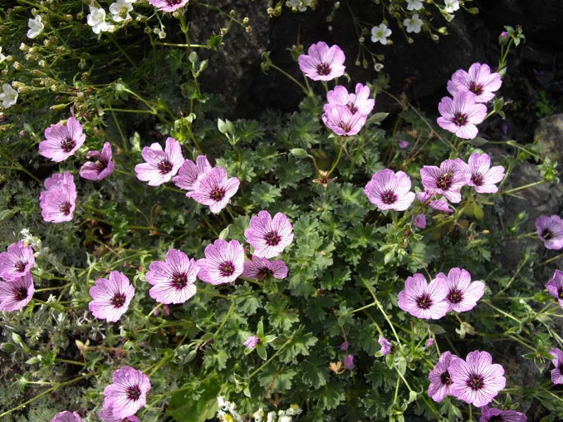 Cambridge Cranesbill Or Geranium (Geranium Cinereum 'Ballerina') — Its low-growing, mound-forming habit makes it ideal for borders and rock gardens