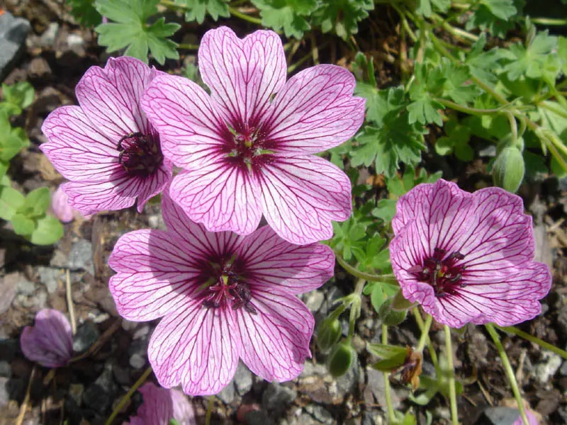Cambridge Cranesbill Or Geranium (Geranium Cinereum 'Ballerina') — reaching a modest height of about 6 inches with a spread of up to 12 inches