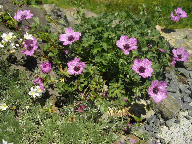 Cambridge Cranesbill Or Geranium (Geranium Cinereum 'Ballerina') — it thrives in full to part sun and well-drained soil