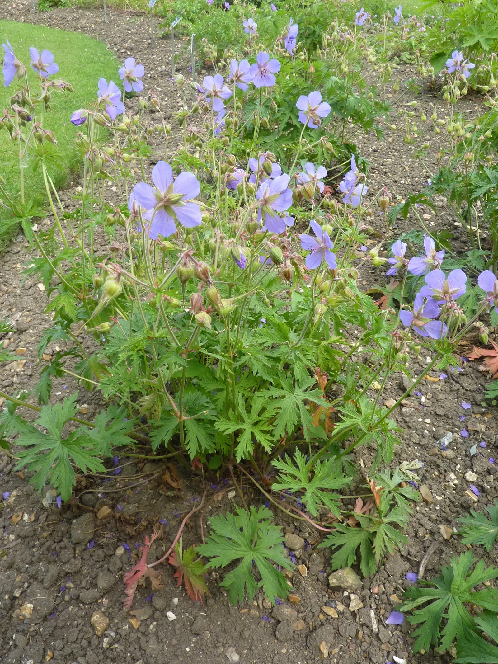 Cambridge Cranesbill Or Geranium (Geranium Cinereum 'Ballerina') — spanning approximately 1 to 1.5 inches across