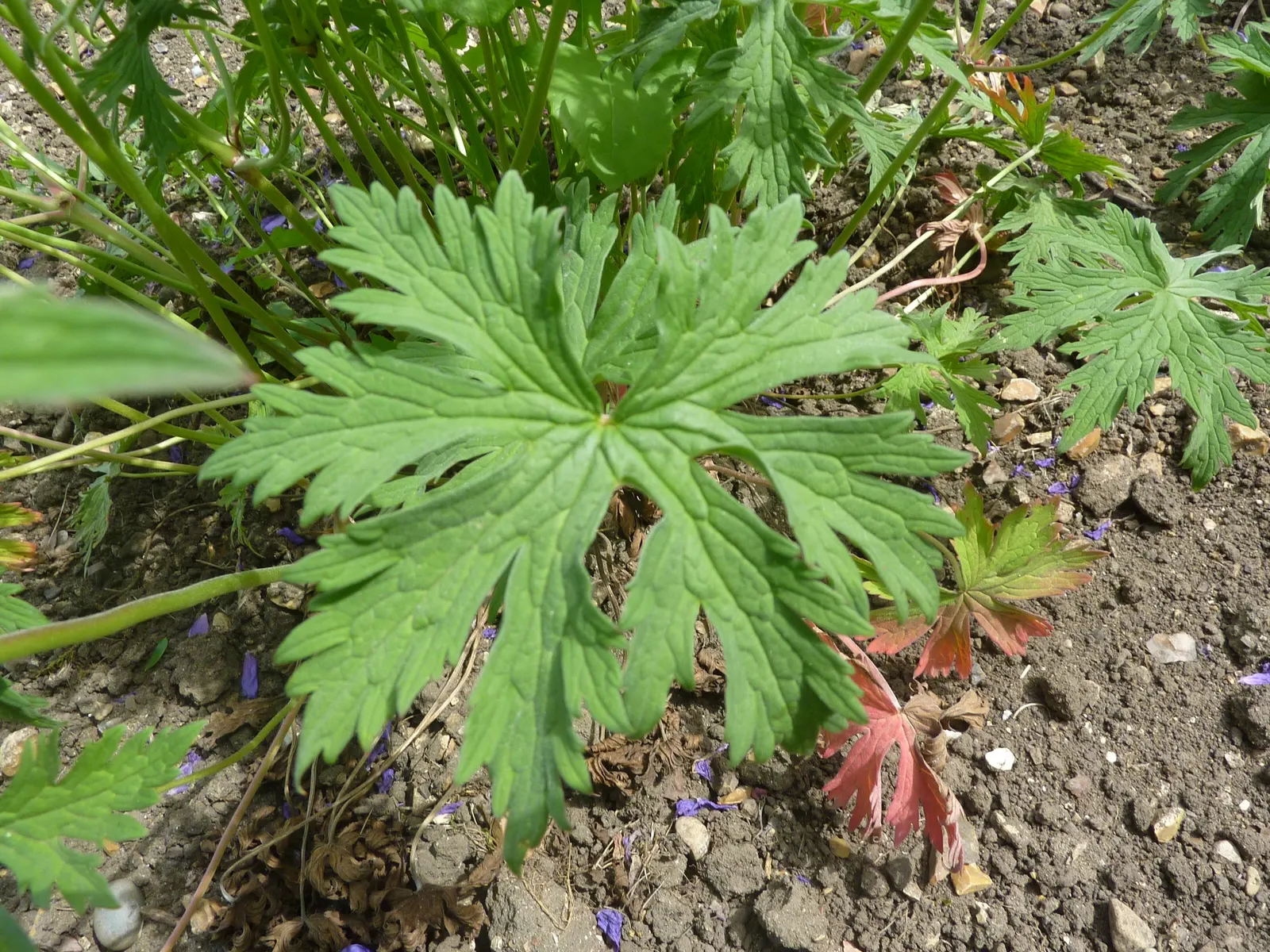 Cambridge Cranesbill Or Geranium (Geranium Cinereum 'Ballerina') — esteemed for its unique charm and low-maintenance qualities