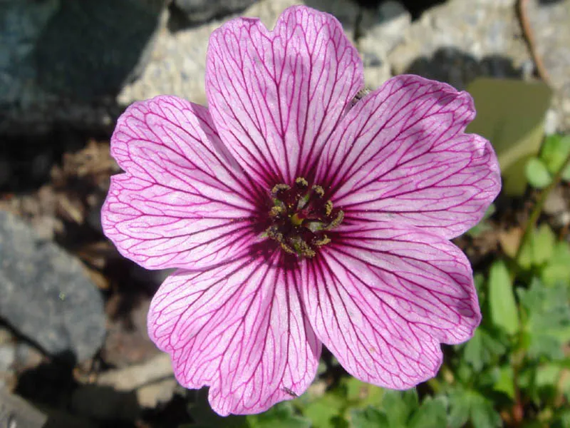 Cambridge Cranesbill Or Geranium (Geranium Cinereum 'Ballerina') — commonly known as the Cambridge Cranesbill