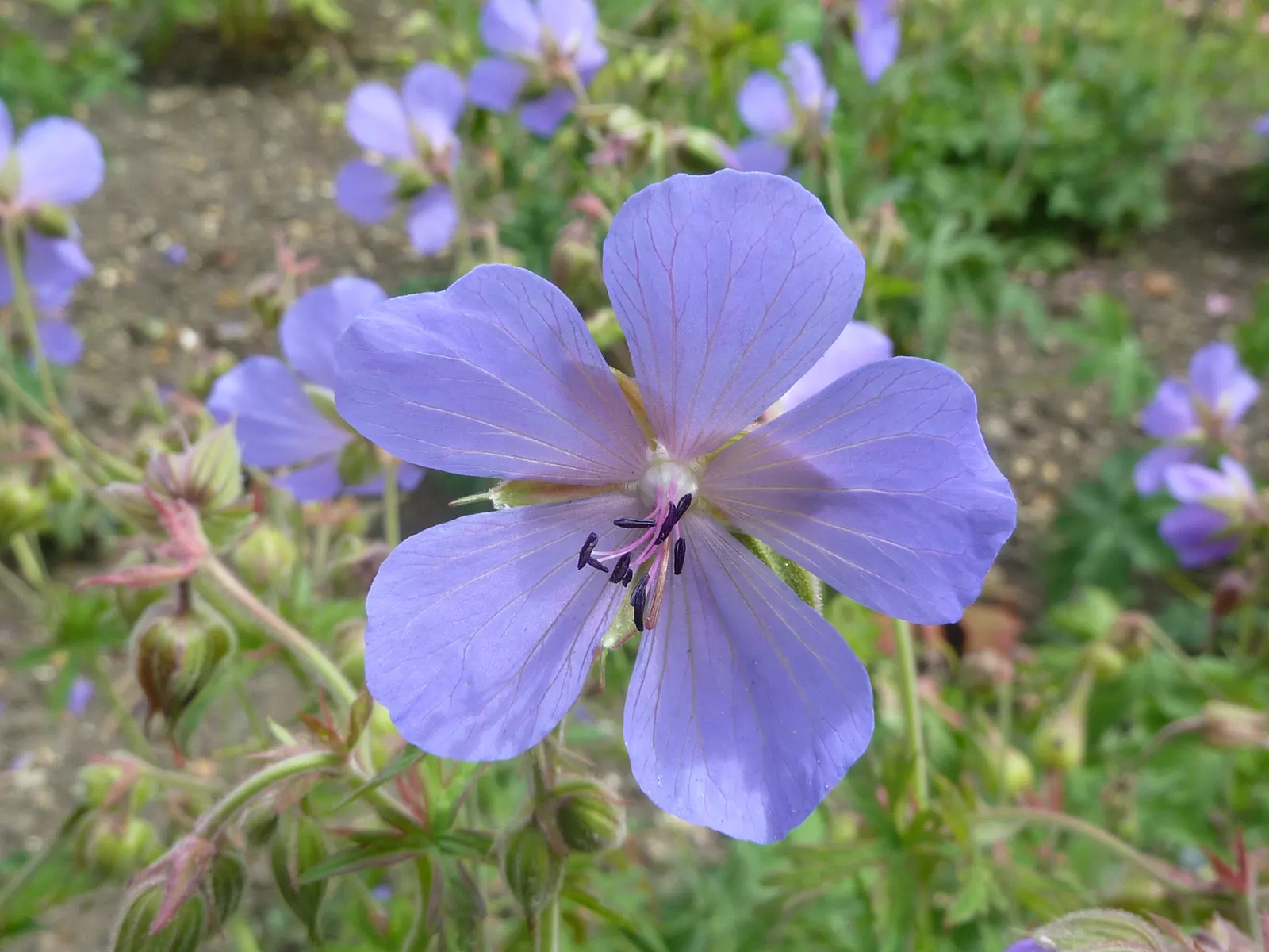 Cambridge Cranesbill Or Geranium (Geranium Cinereum 'Ballerina') — commonly called Cambridge Cranesbill