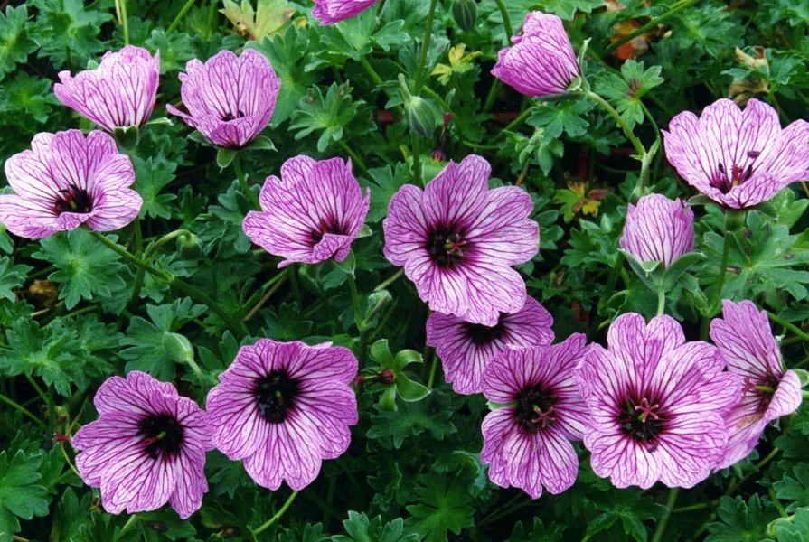 Cambridge Cranesbill Or Geranium (Geranium Cinereum 'Ballerina') — Boasting a lengthy bloom from late spring to summer
