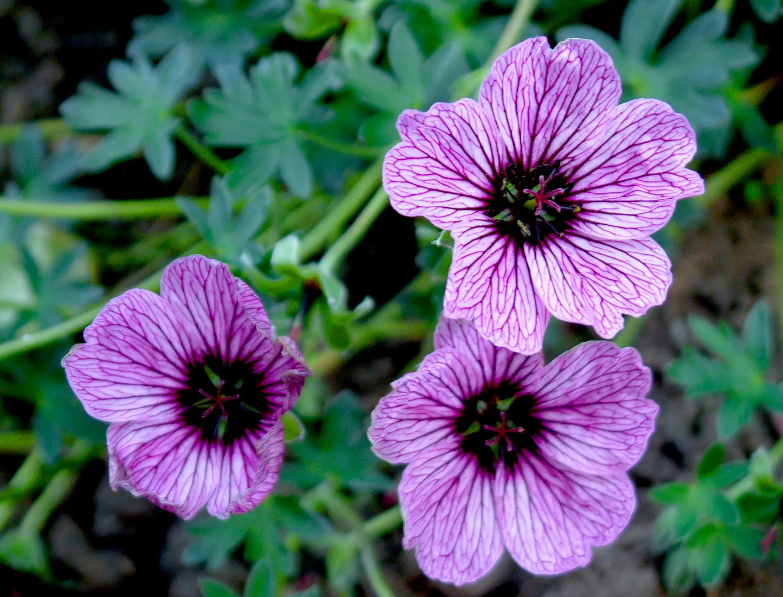 Cambridge Cranesbill Or Geranium (Geranium Cinereum 'Ballerina') — pink-purple flowers adorned with dark veining