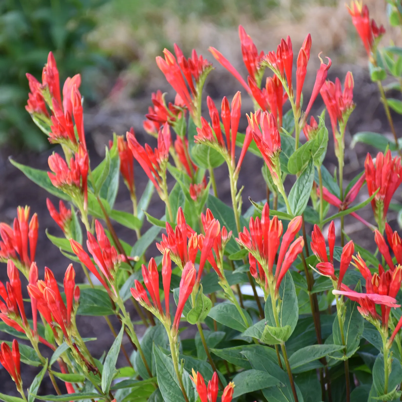 'Orange Slices' Spigelia (Spigelia marilandica) — often showing a tiny yellow star at the throat