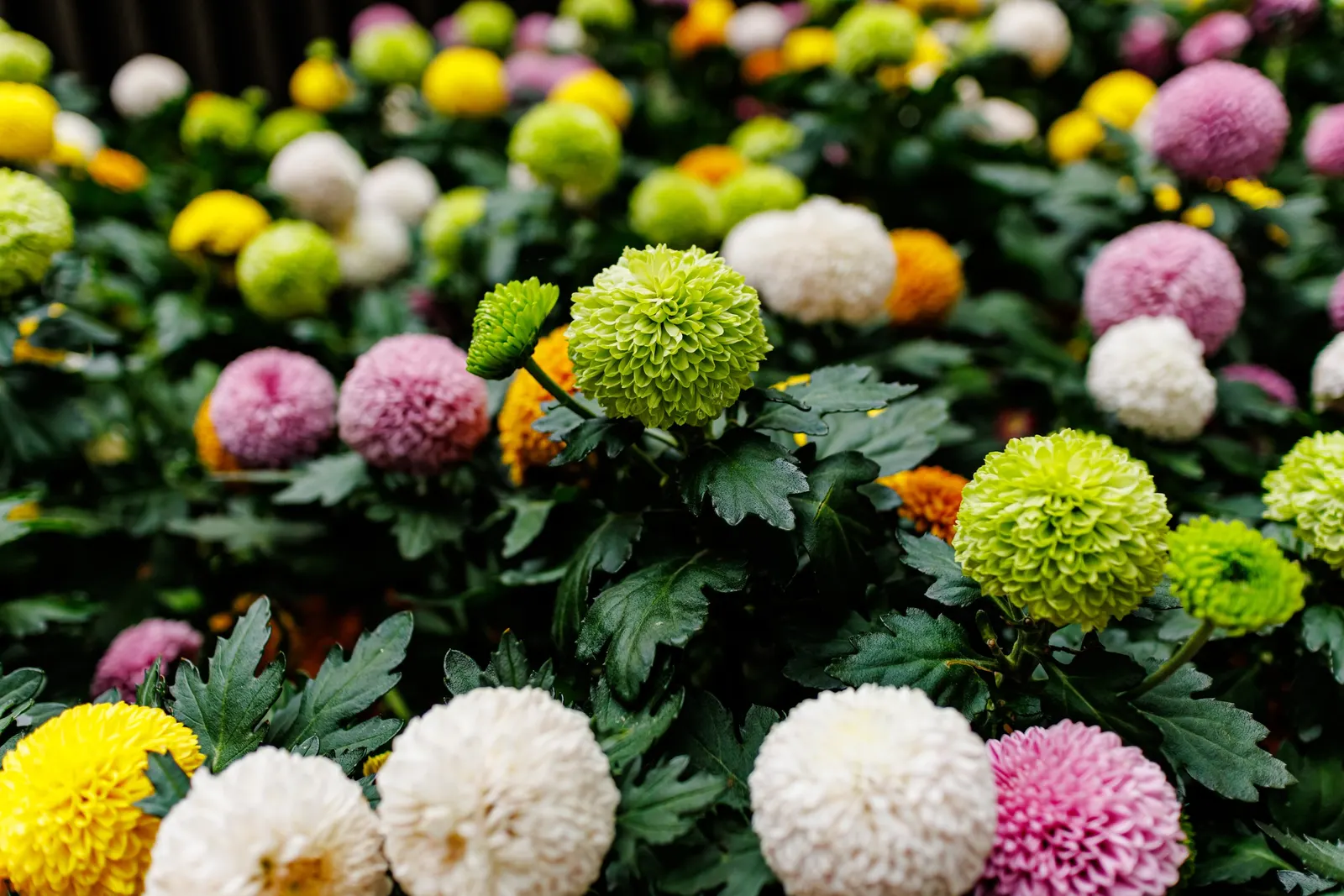 Dahlia (Dahlia 'Kelvin Floodlight') — it stands tall at about 36-48 inches with a spread of up to 24 inches
