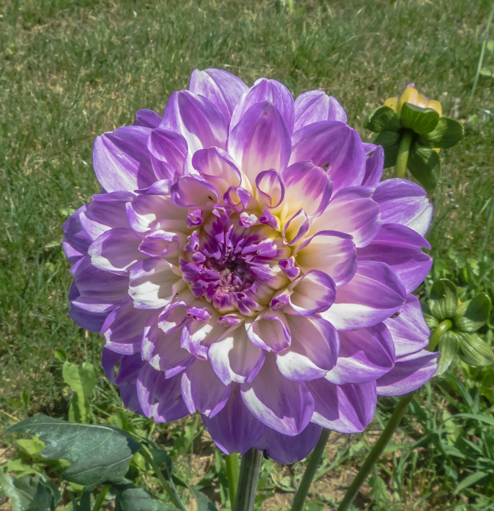 Dahlia (Dahlia 'Kelvin Floodlight') — yellow flowers in the garden; it stands tall at about 36-48 inches with a spread of up to 24 inches, image 64