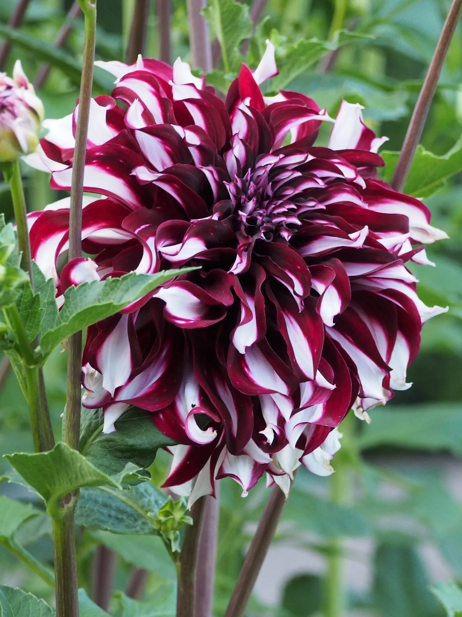 Dahlia (Dahlia 'Kelvin Floodlight') — bulb for full or half