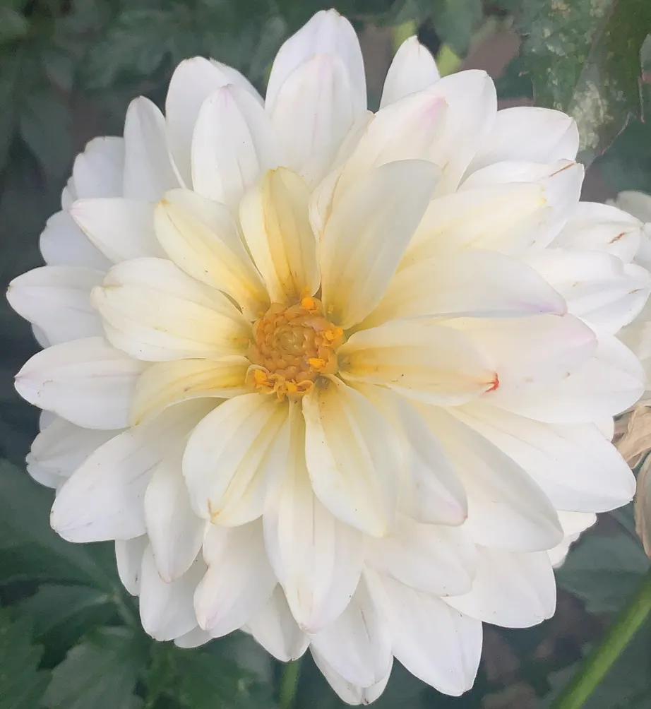 Dahlia (Dahlia 'Kelvin Floodlight') — It requires regular watering; providing a showstopping visual impact, image 80