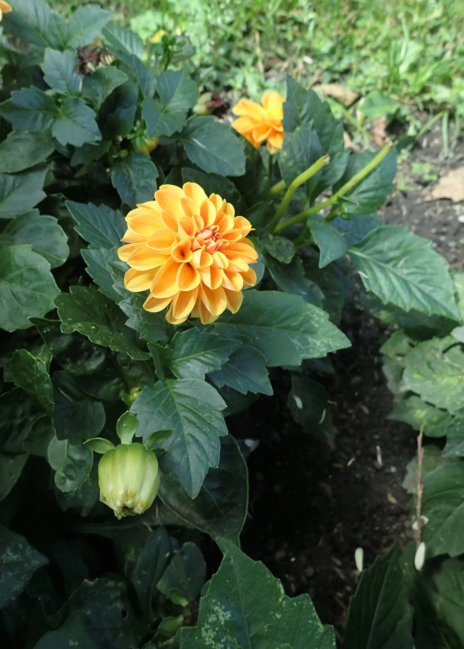 Dahlia (Dahlia 'Kelvin Floodlight') — especially during dry periods; it requires regular watering, image 103