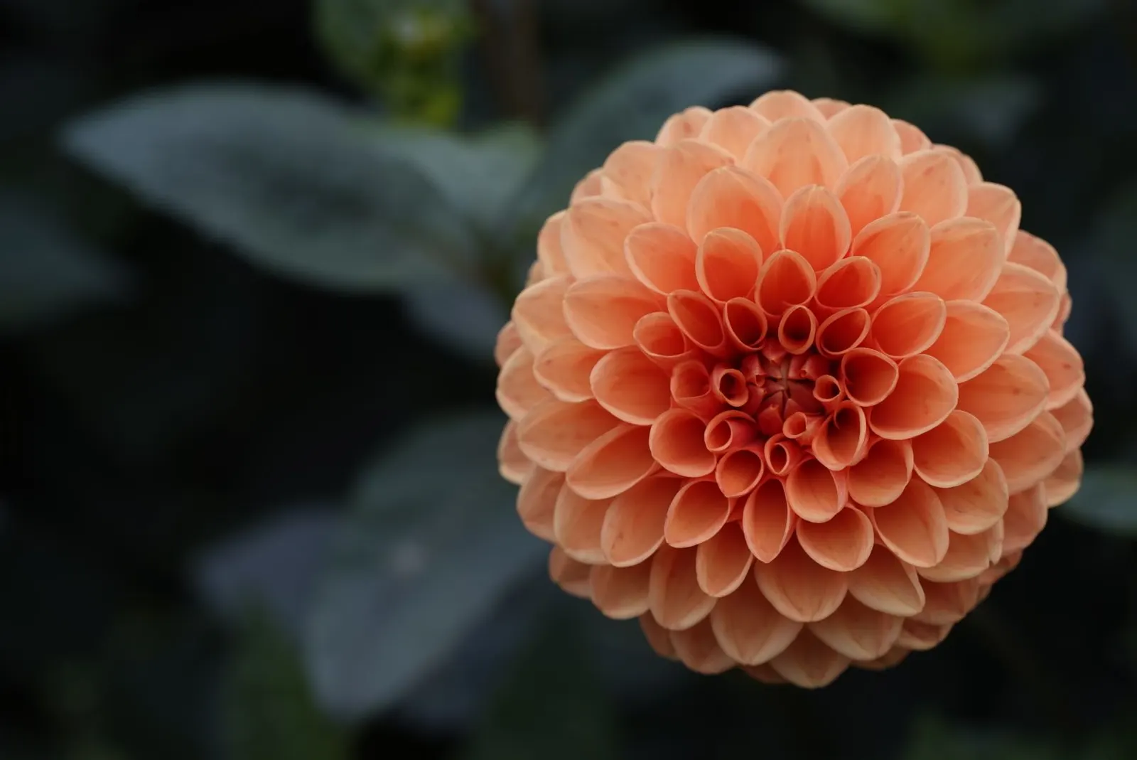 Dahlia (Dahlia 'Kelvin Floodlight') — providing a showstopping visual impact; reaching up to 10 inches in diameter, image 73
