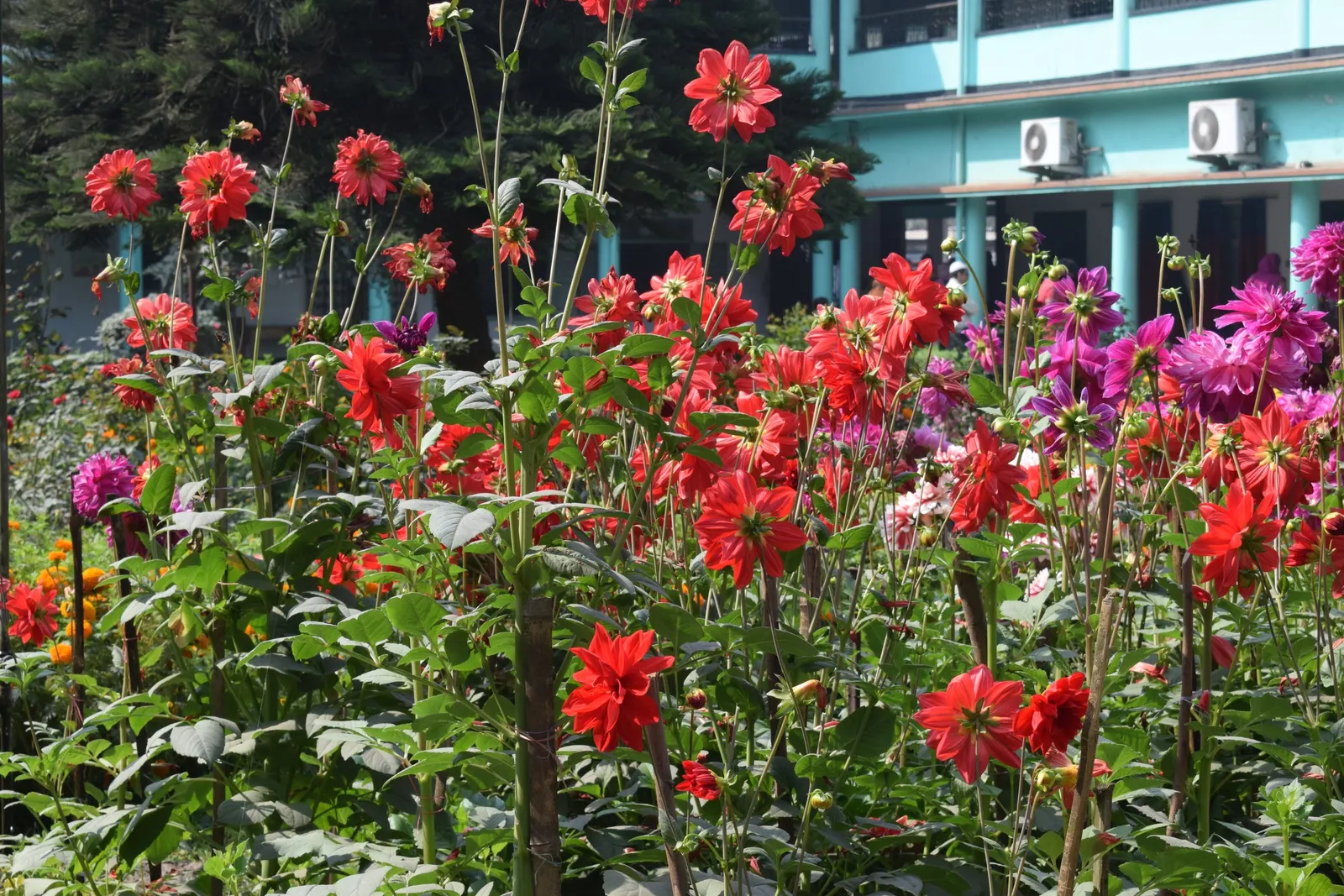 Dahlia (Dahlia 'Kelvin Floodlight') — making them a favorite for both garden displays and cut flower arrangements; to maintain its lush