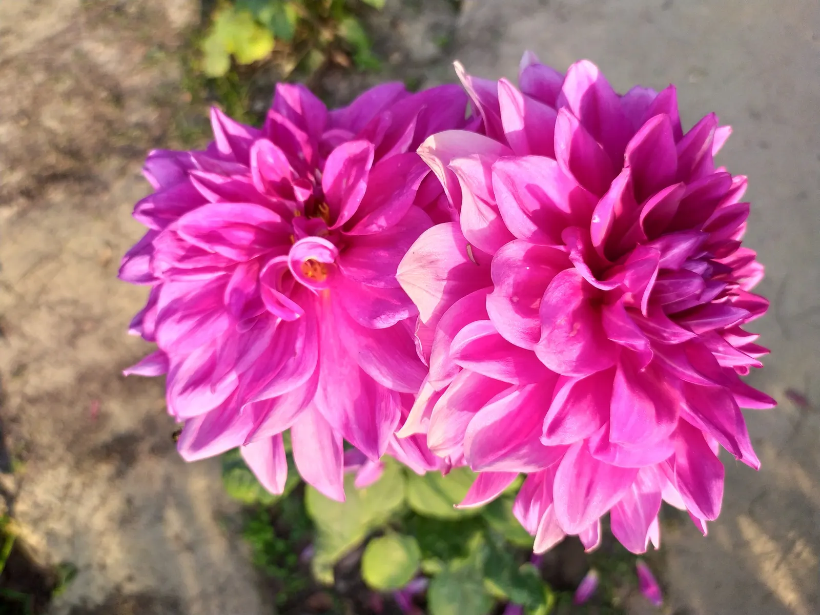 Dahlia (Dahlia 'Kelvin Floodlight') — providing a showstopping visual impact; reaching up to 10 inches in diameter, image 117